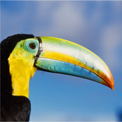 multitude of birds in Panama